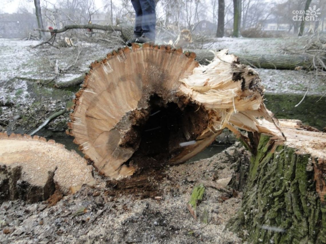 Rewitalizacja czy dewastacja radomskich parków? Rewitalizacja czy dewastacja radomskich parków?