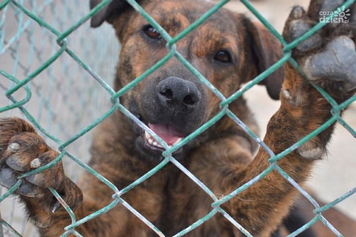 Rock'owy koncert dla zwierząt