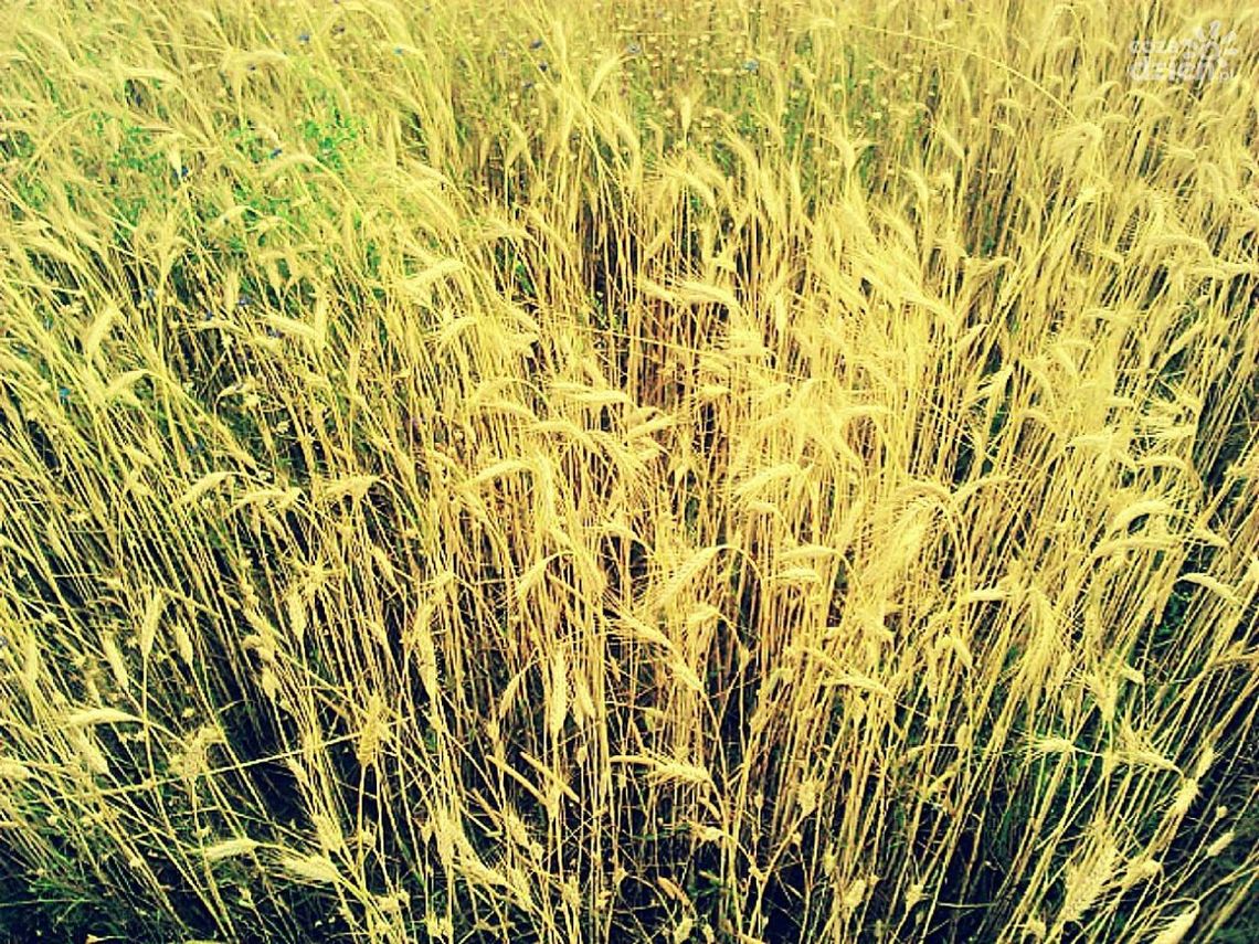 Rolniku, przygotuj się do spisu