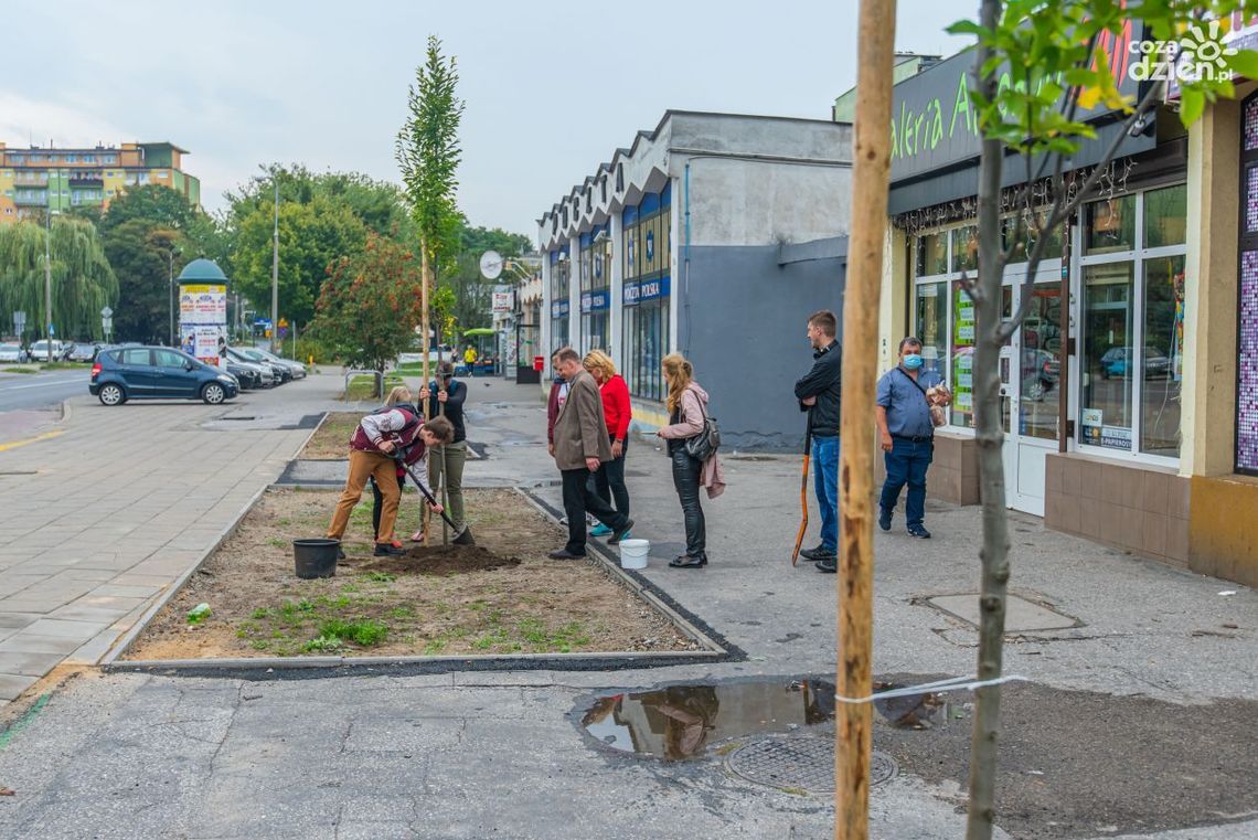 Rośliny zamiast betonu