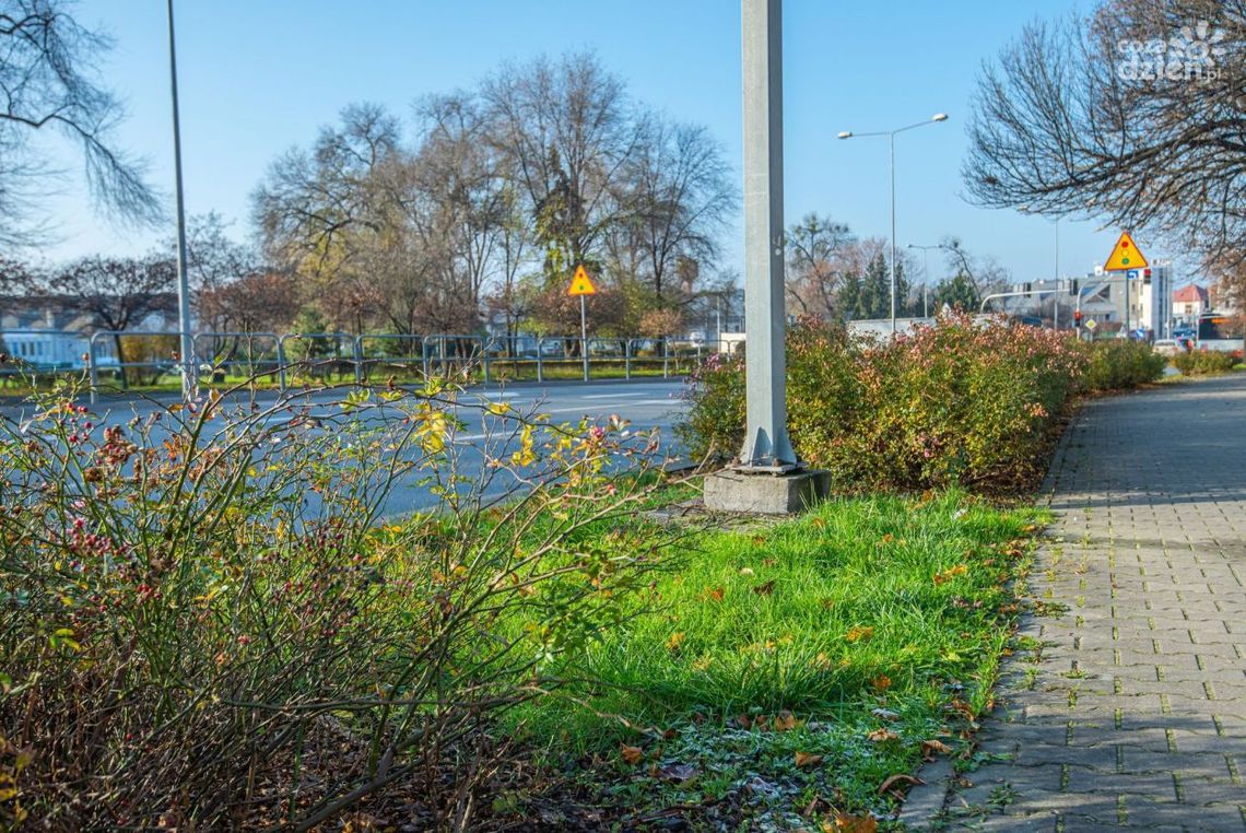 Róże zamiast trawy Róże zamiast trawy