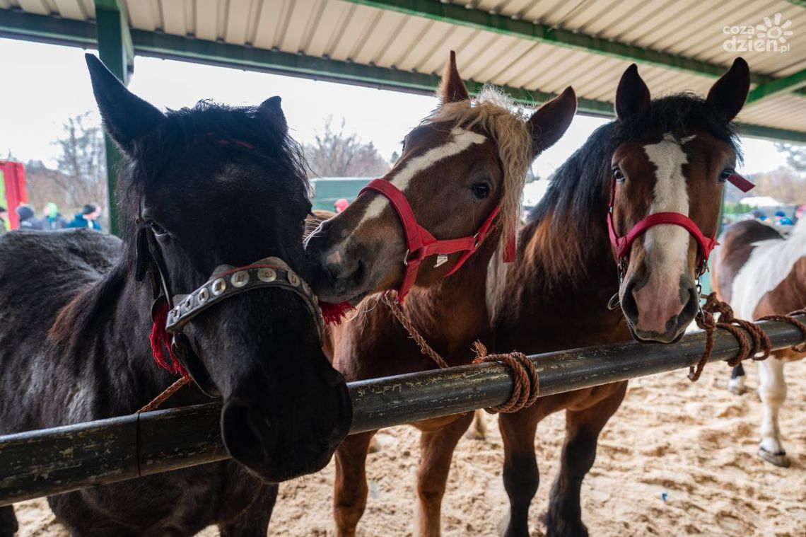 Rozpoczęły się skaryszewskie Wstępy