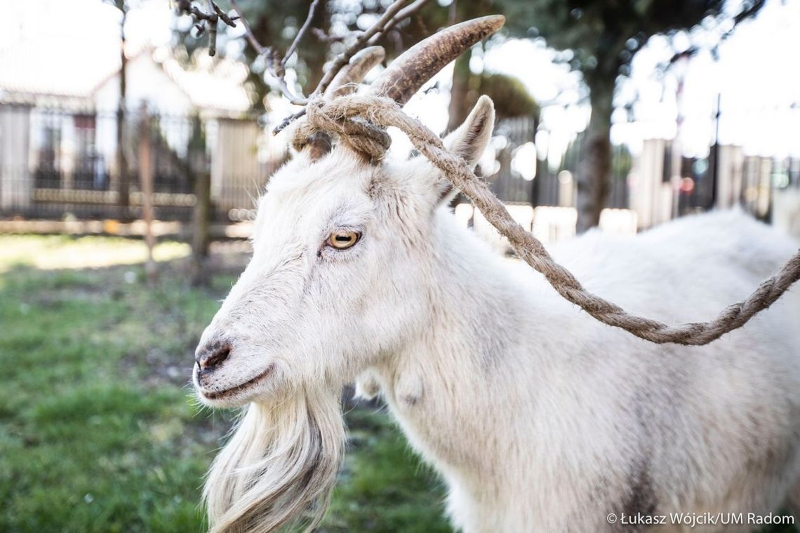 Rozpoznajesz kozę? Szukają jej właściciela