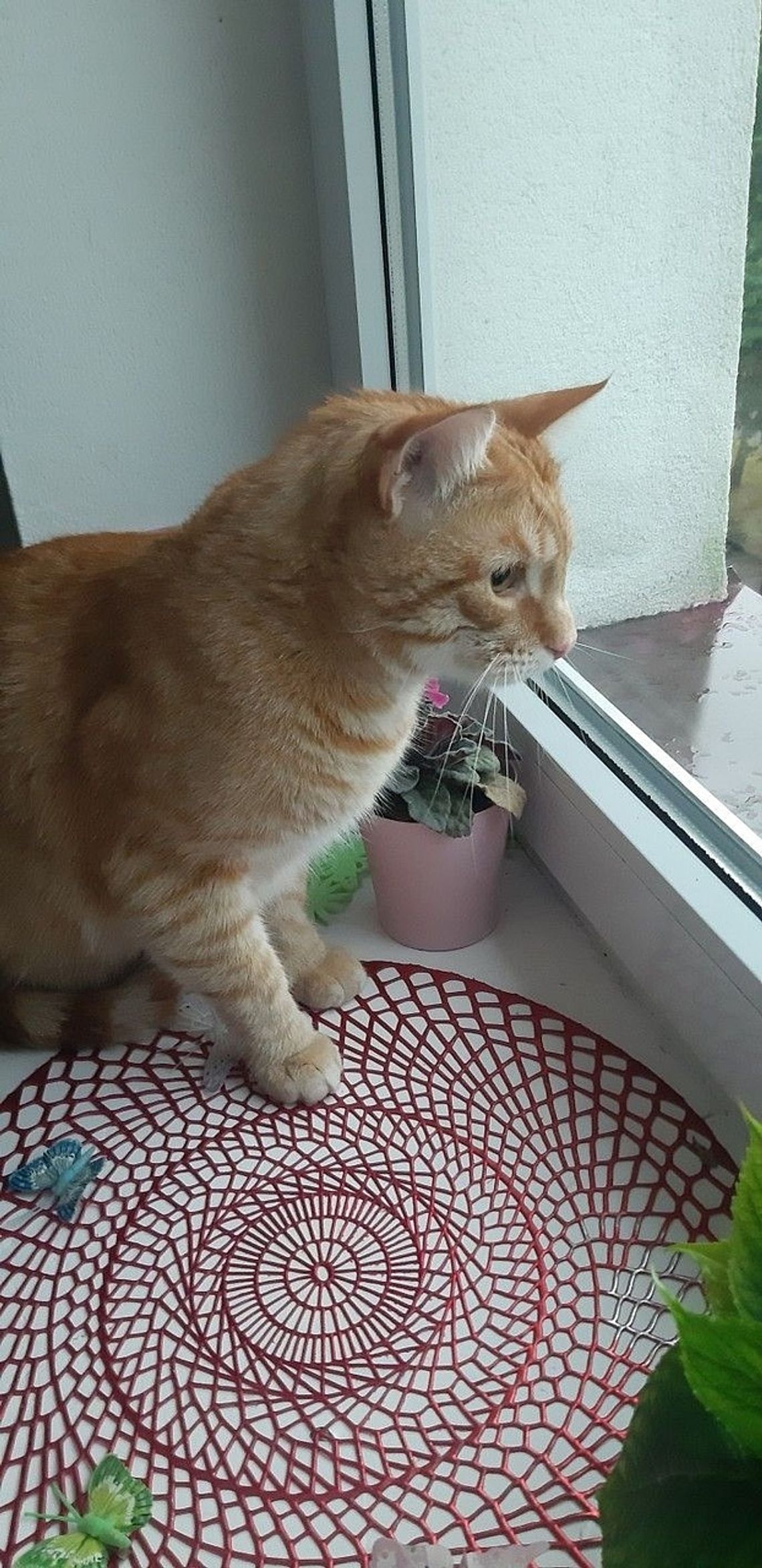 Rudzielec poszukiwany!