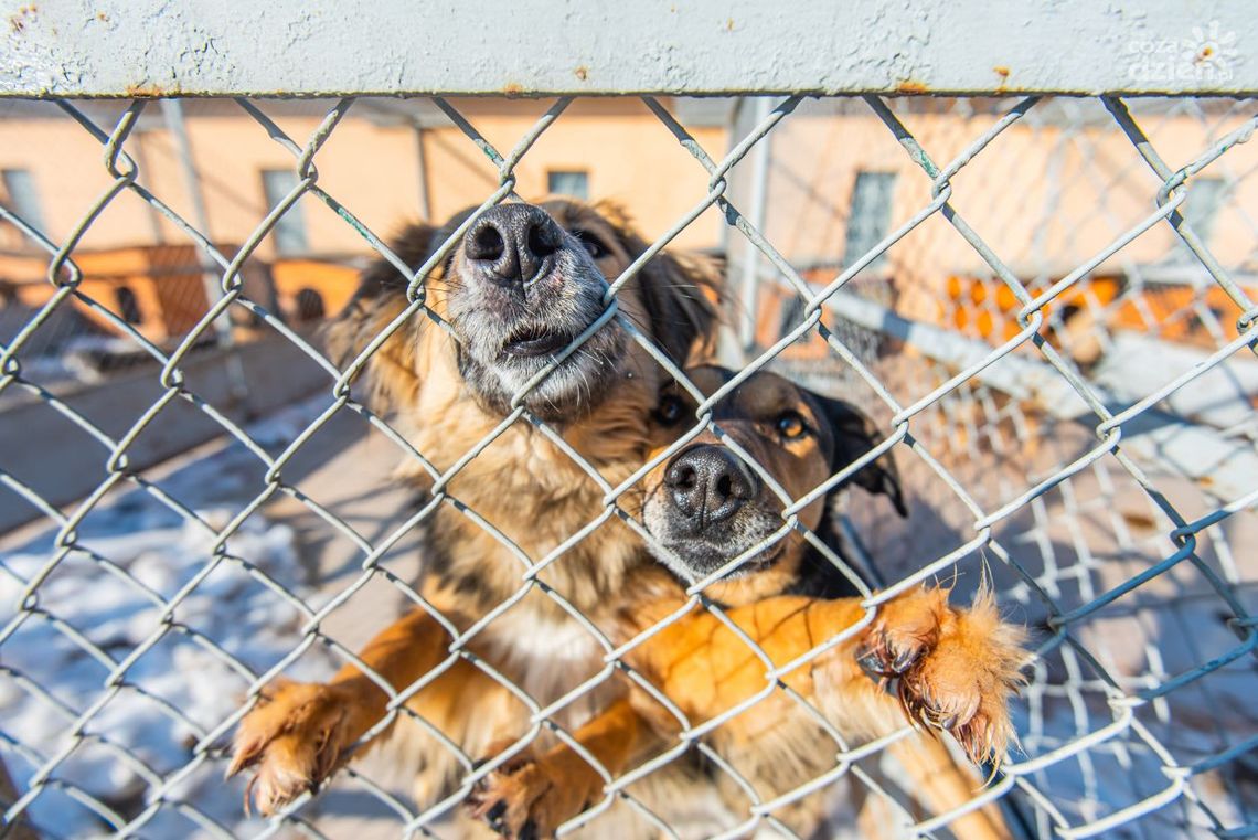 Rusza zbiórka na rzecz radomskiego schroniska