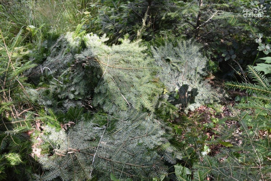 Ruszyła akcja STROISZ