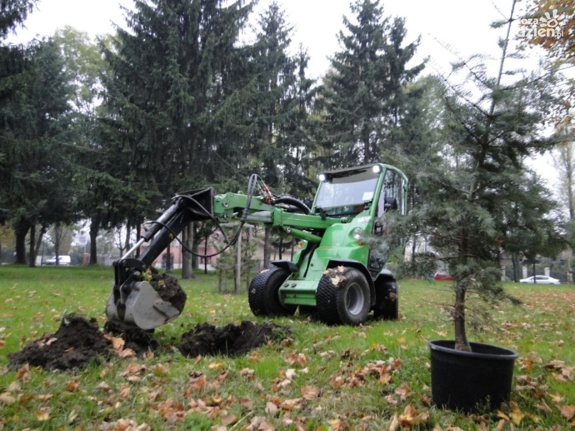 Sadzą choinki kanadyjskie i sosny czarne