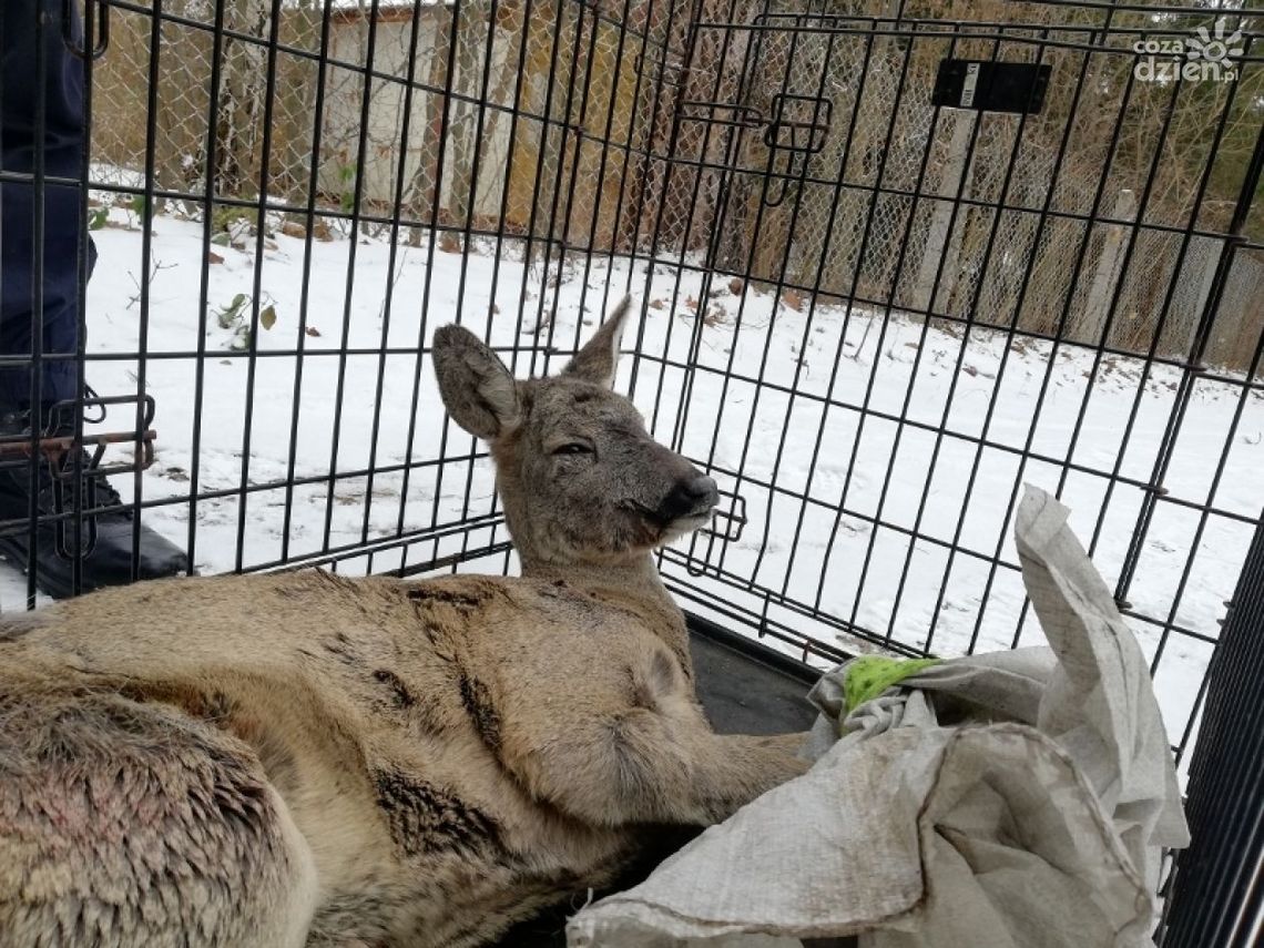 Sarna znalazła schronienie w piwnicy