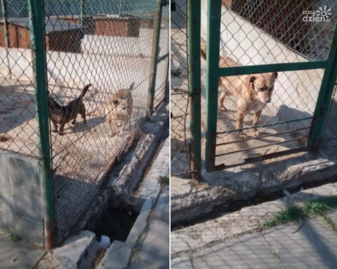 Schronisko czeka remont Schronisko czeka remont