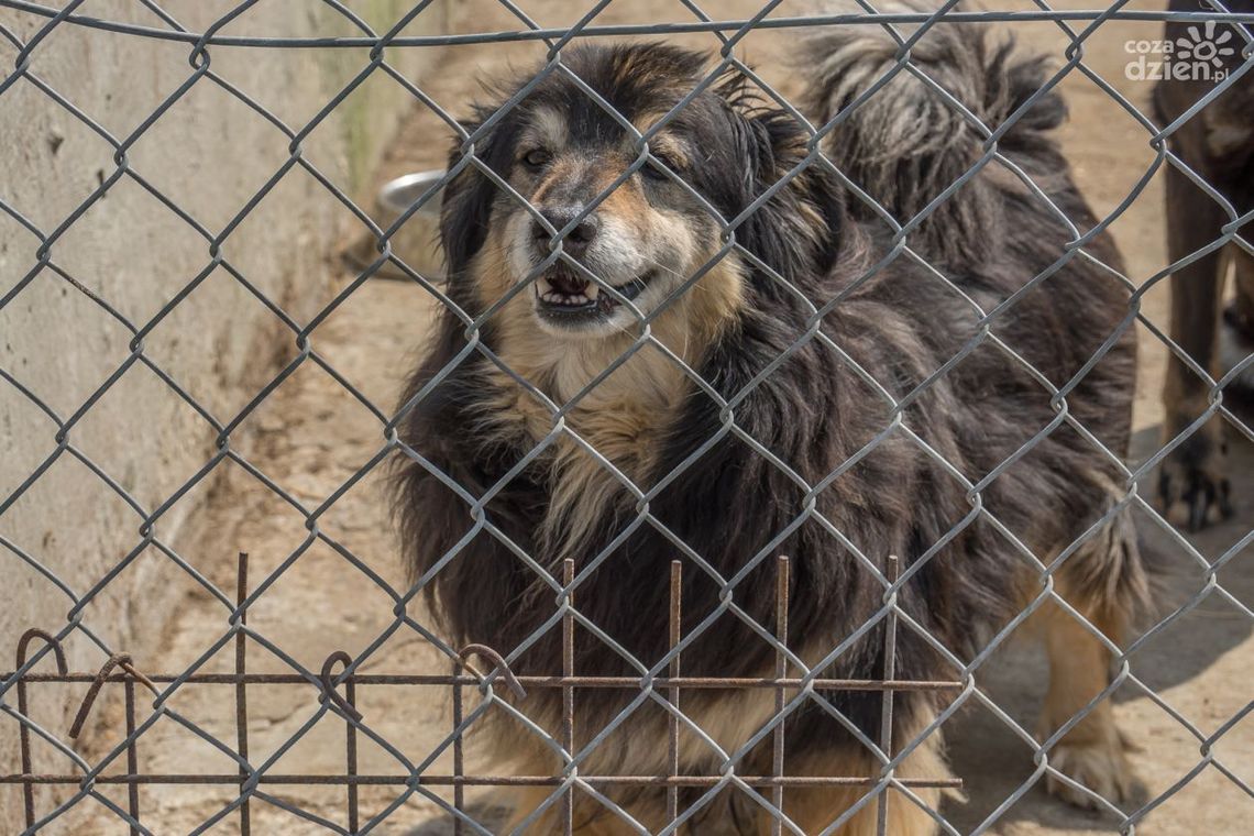 Schronisko przed świętami wstrzymuje adopcje