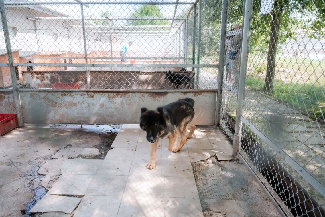 Schronisko w ruinie. Potrzebny kompleksowy remont
