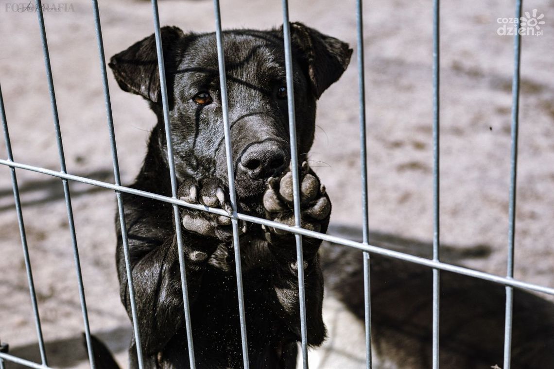 Schronisku grozi likwidacja! Schronisku grozi likwidacja!