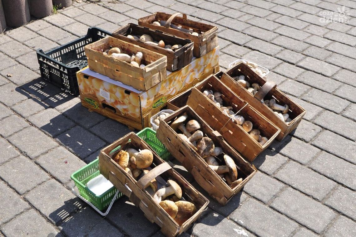 Sezon się zaczyna - pomoże grzyboznawca i... wystawa