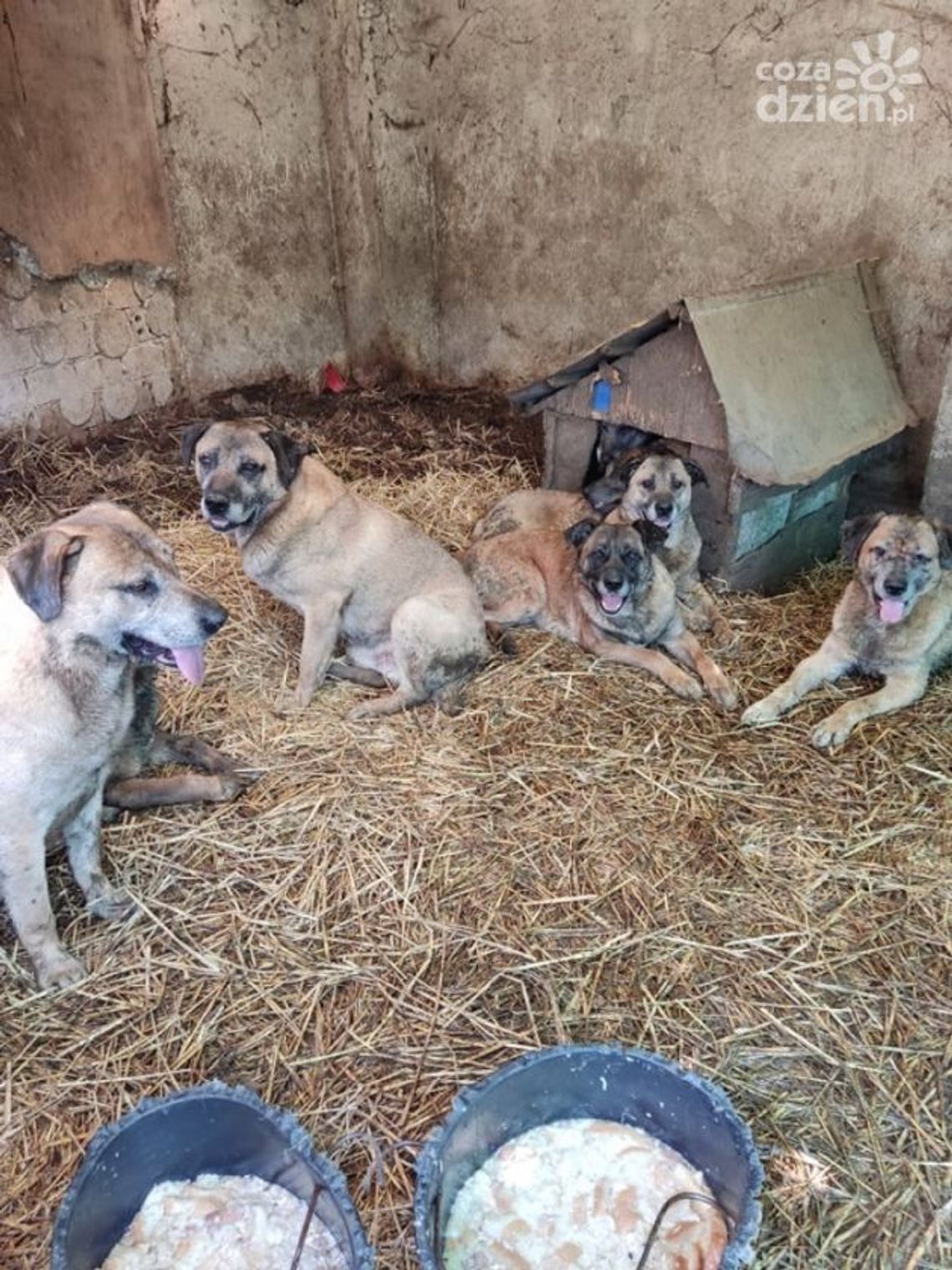 Sfora psów atakowała przechodniów