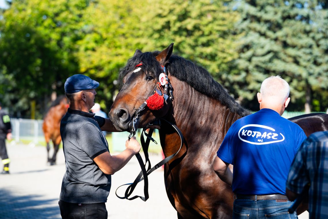 Siła tradycji i piękno koni. 65. Wystawa-Sprzedaż Ogierów w Skaryszewie