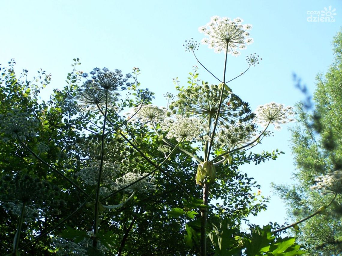 Silnie toksyczny chwast w Radomiu