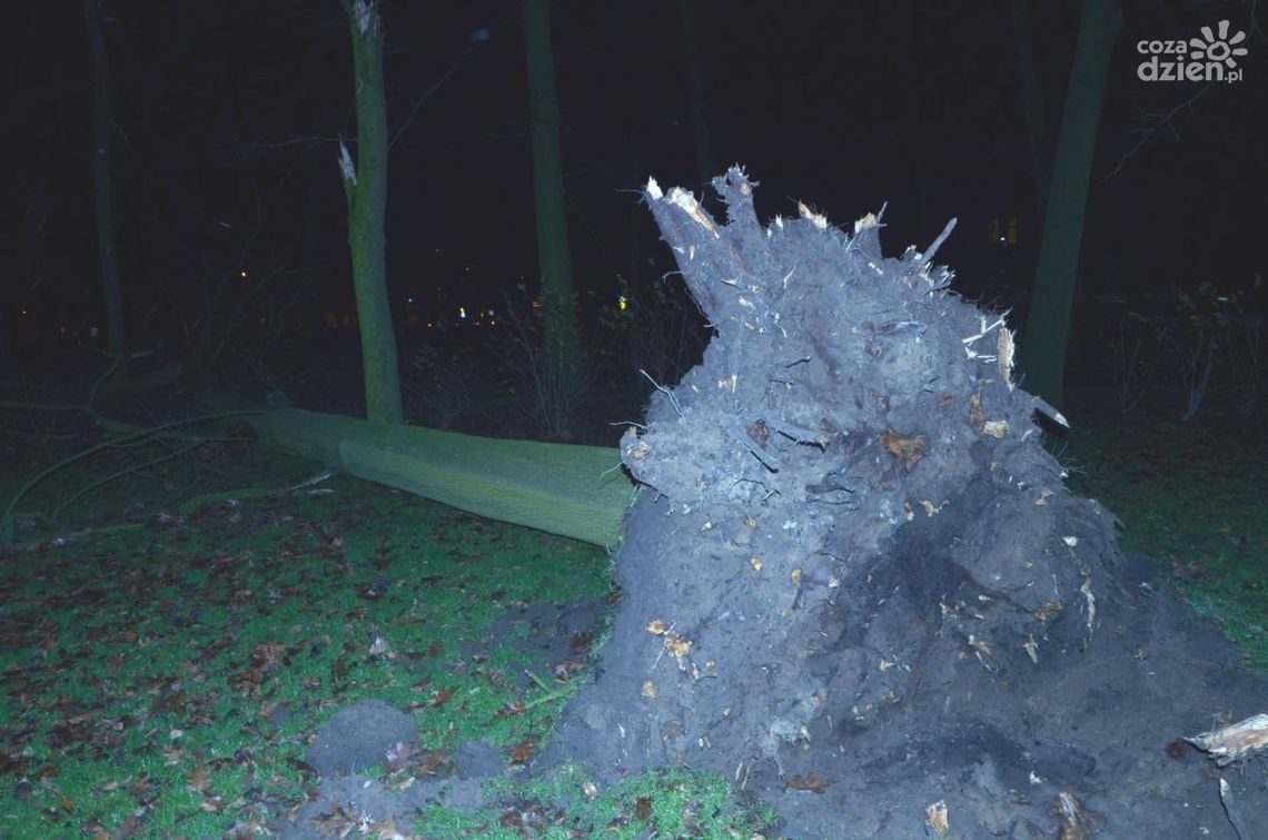 Silny wiatr przewraca drzewa (AKTUALIZACJA) Silny wiatr przewraca drzewa (AKTUALIZACJA)