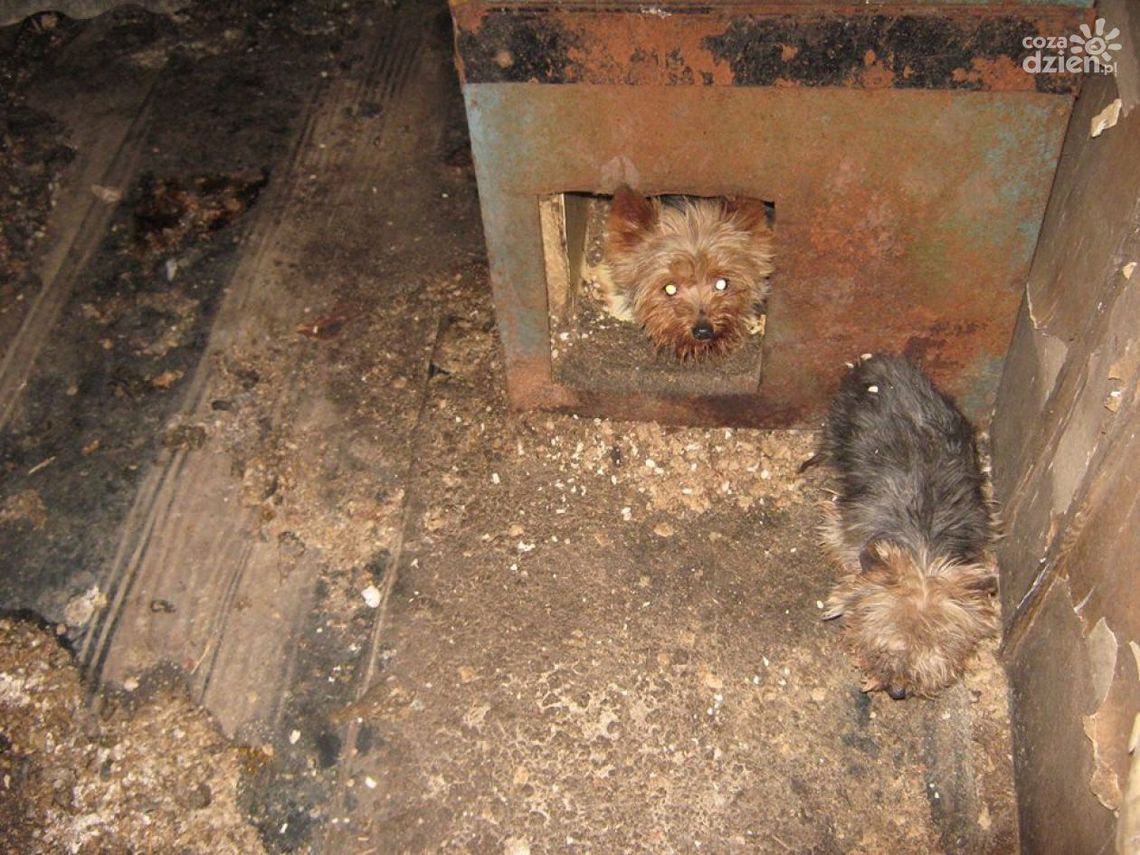 Skandaliczne warunki w pseudohodowli psów [ZDJĘCIA]