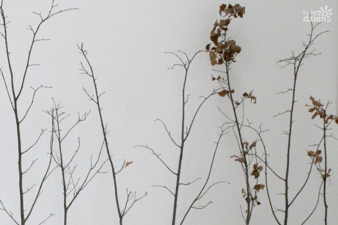 SKARYSZEW. Posegreguj śmieci, otrzymaj drzewo SKARYSZEW. Posegreguj śmieci, otrzymaj drzewo