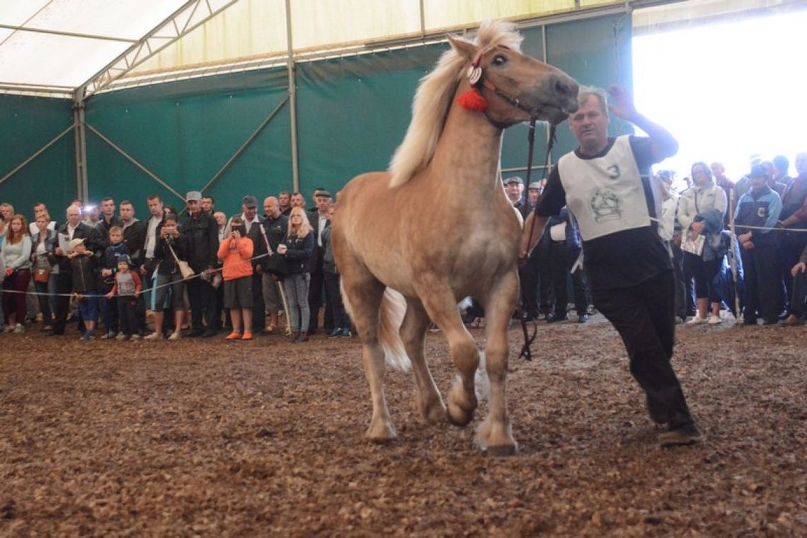 SKARYSZEW. Regionalna Wystawa Koni
