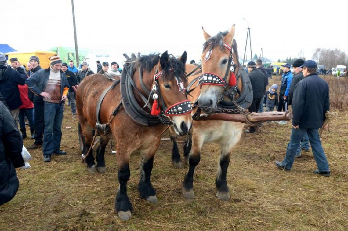 SKARYSZEW. „Wstępy” już na początku marca SKARYSZEW. „Wstępy” już na początku marca