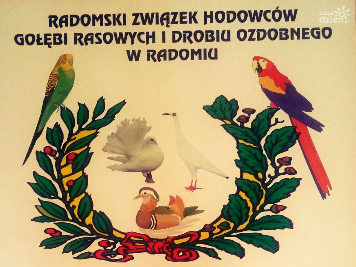 SKARYSZEW. Wystawa ptaków w ten weekend.