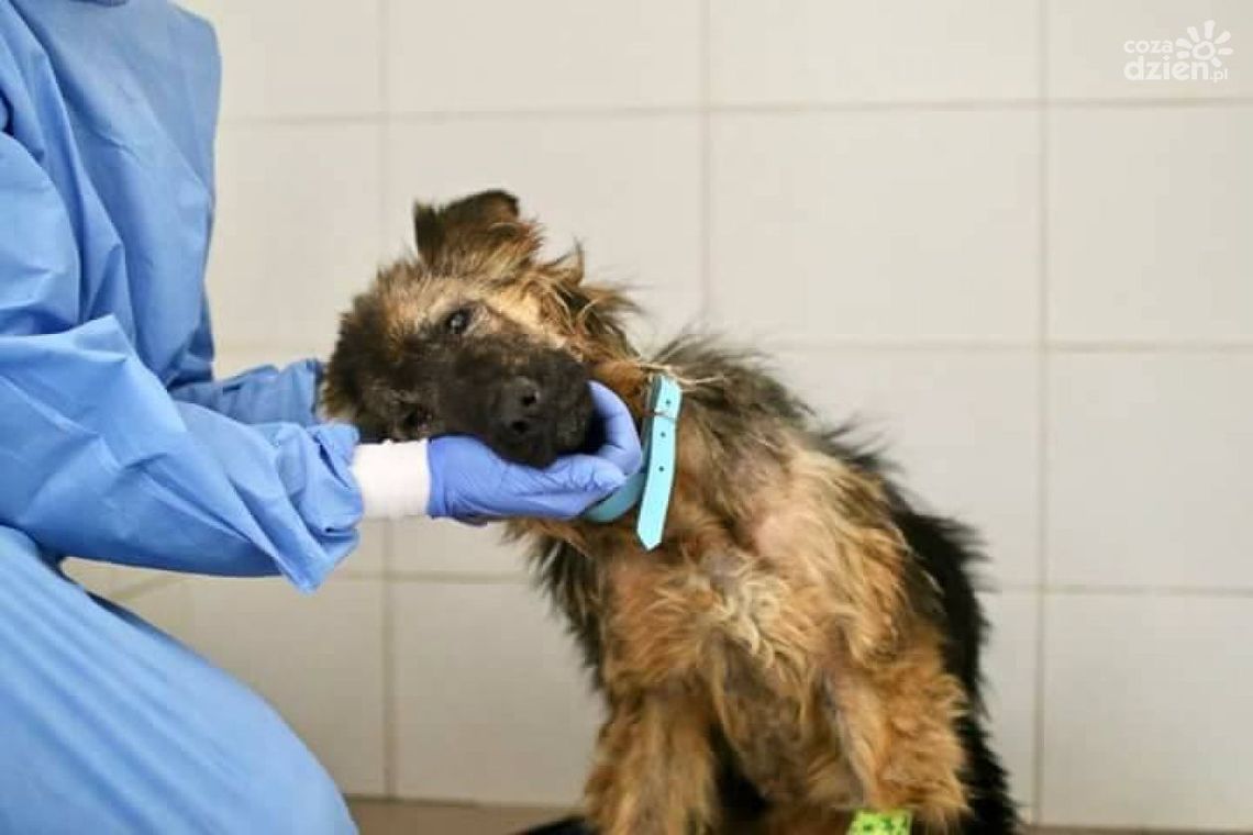 Skatowany pies. Poszukują sprawcy