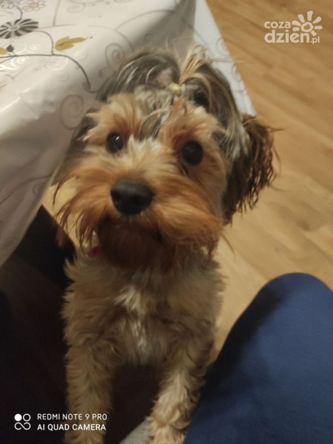 Skradziono Lusię. Zrozpaczeni właściciele proszą o pomoc