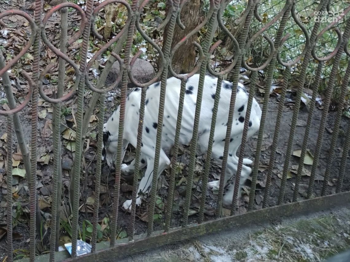 Skrajnie zaniedbany pies odebrany od właściciela Skrajnie zaniedbany pies odebrany od właściciela
