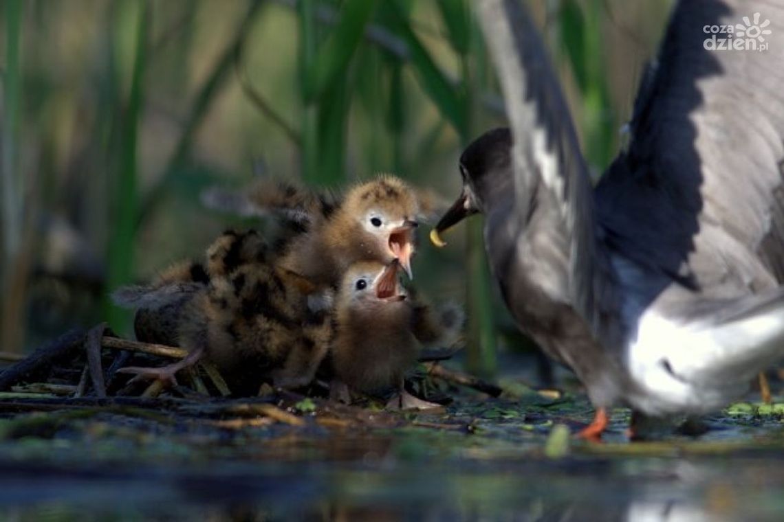 "Skrzydlate piękno" w Galerii Kina Helios