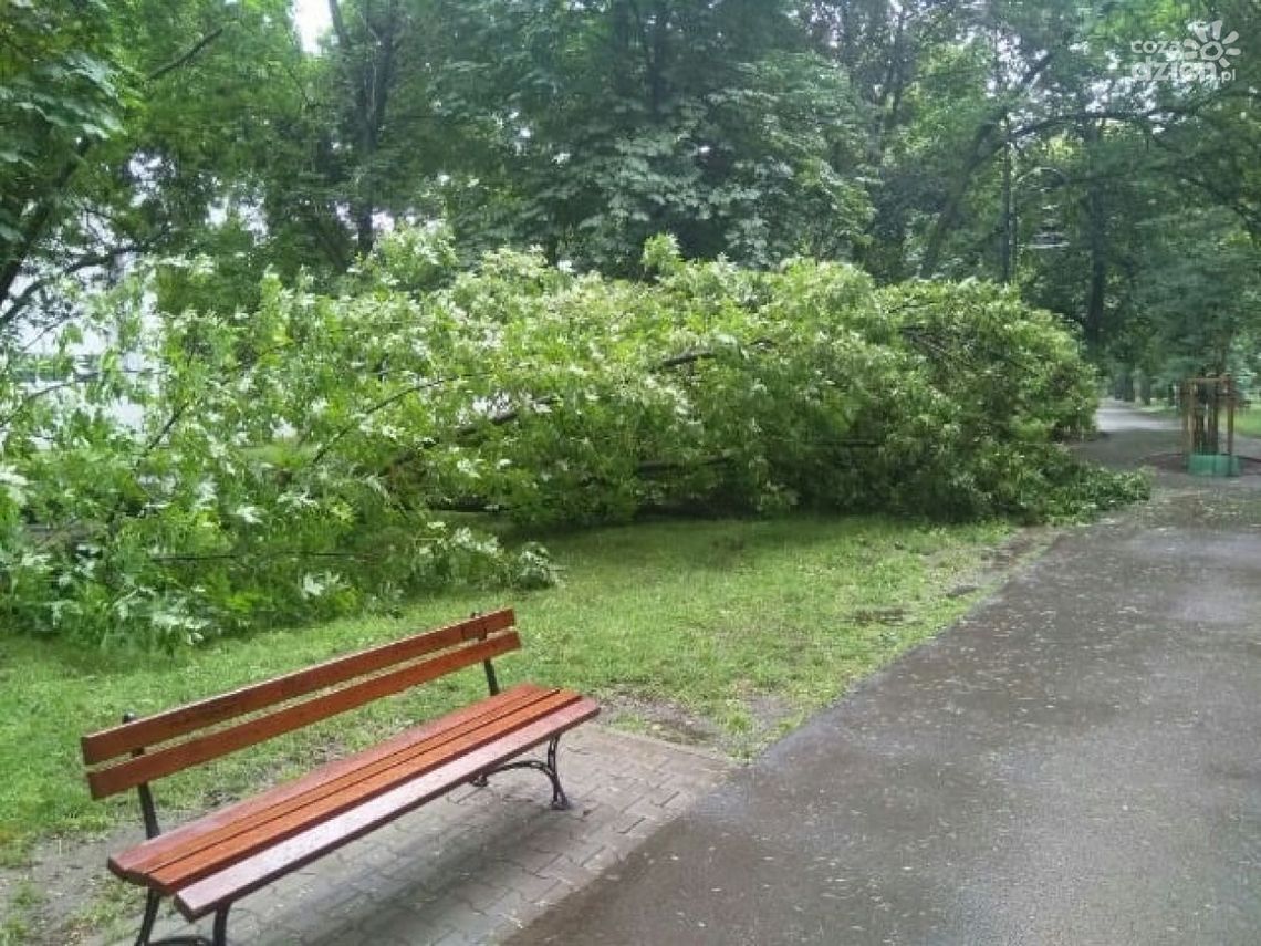 Skutki nawałnicy. Zamkną park na Plantach Skutki nawałnicy. Zamkną park na Plantach