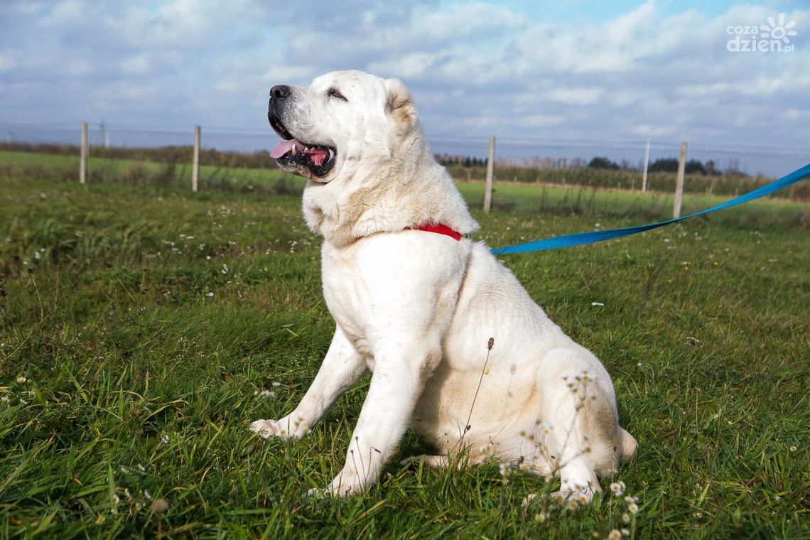 Słodkie, ale ostre. Zobacz psiaki - Owczarki środkowoazjatyckie