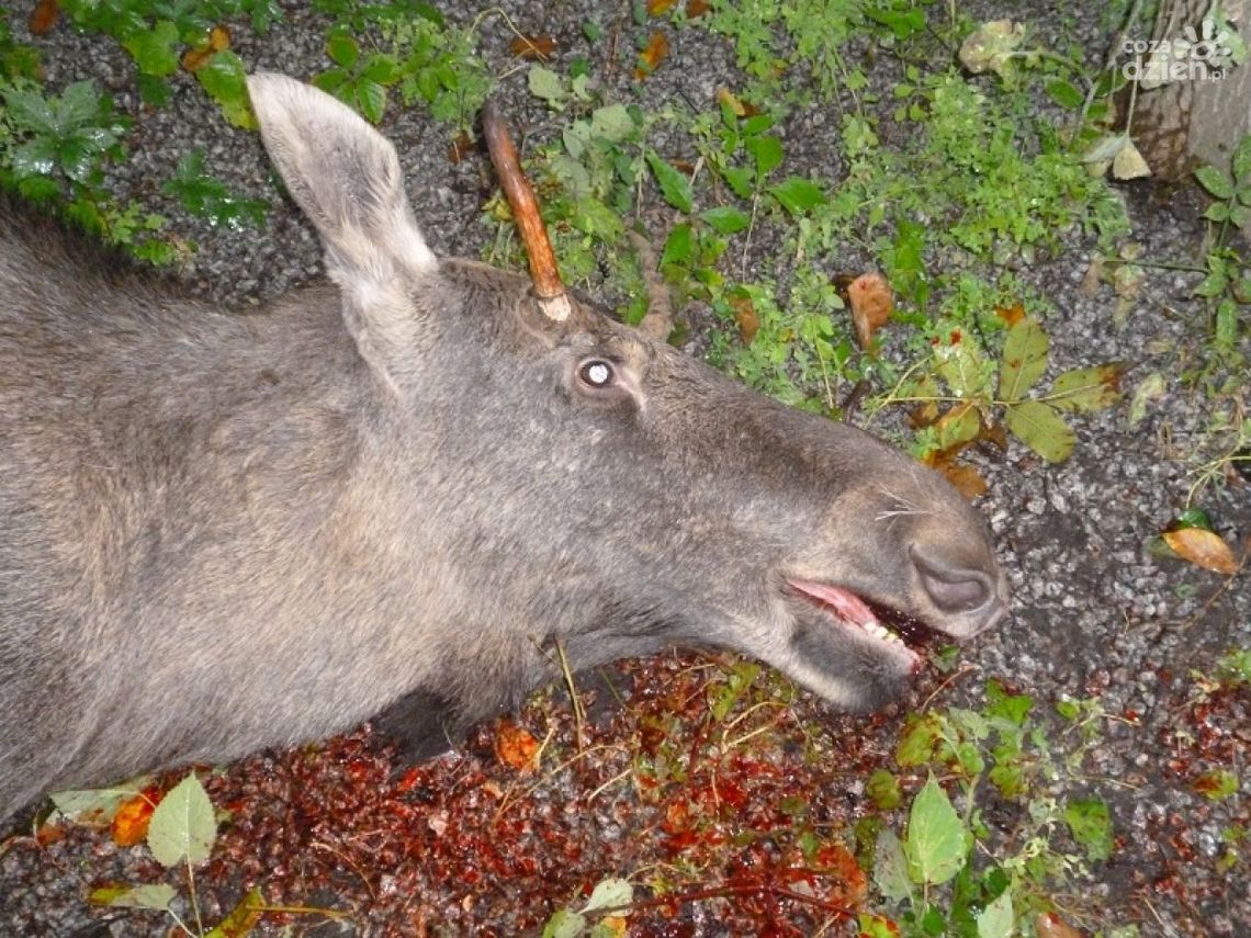 Śmierć łosia - czy służby zawiodły?
