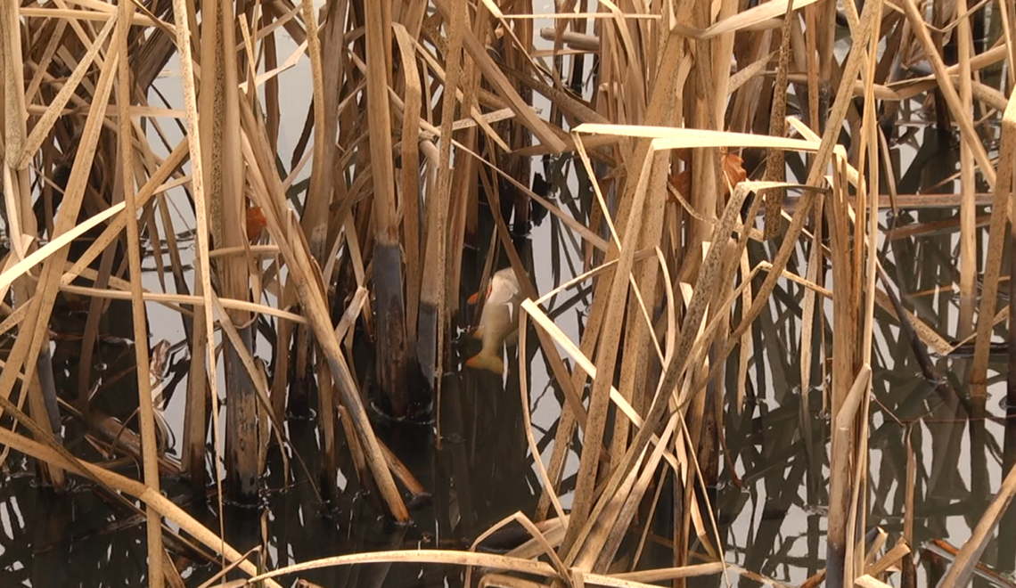 Śnięte ryby w Starym Ogrodzie