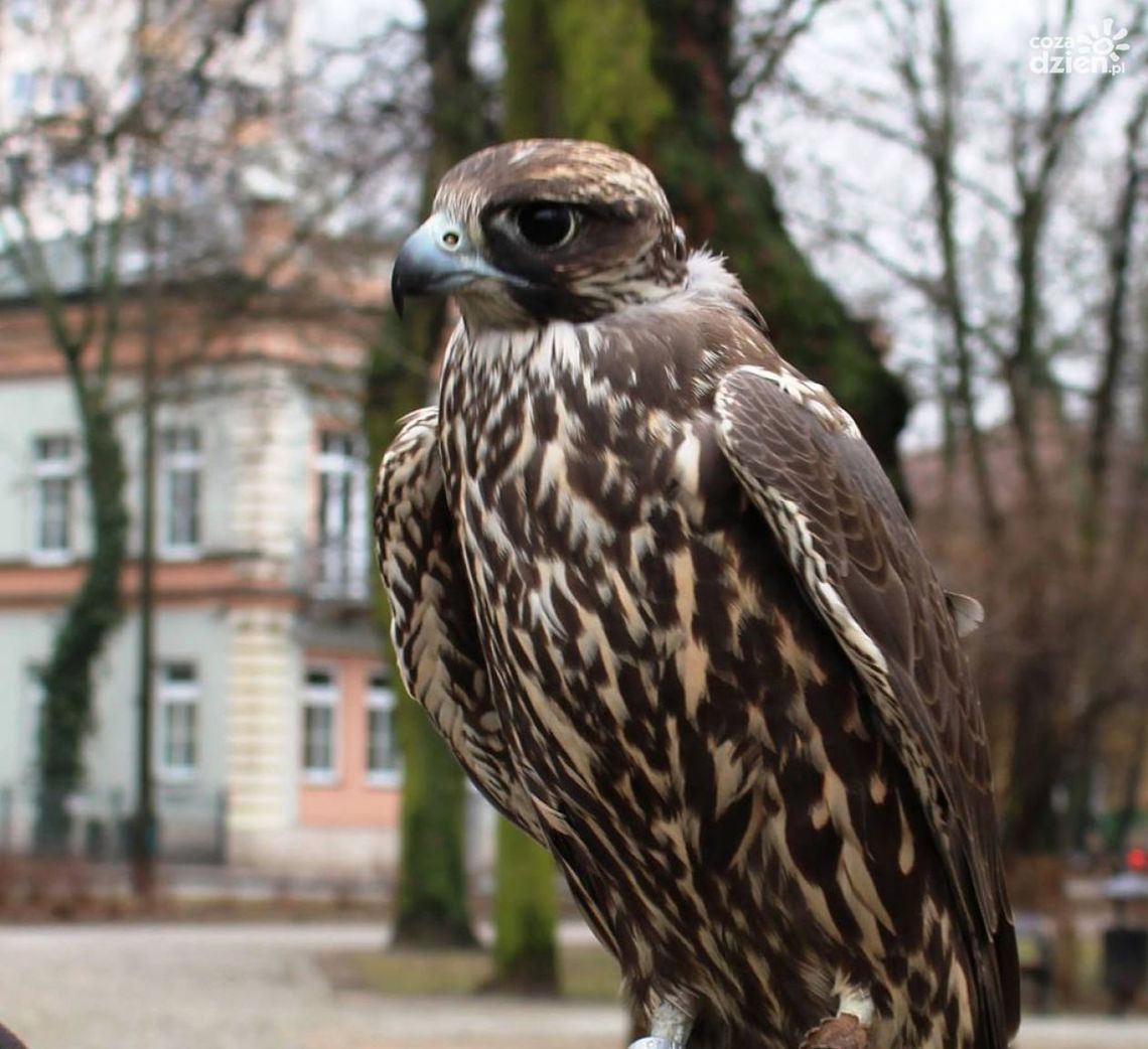 Sokolnicy już w parkach Sokolnicy już w parkach