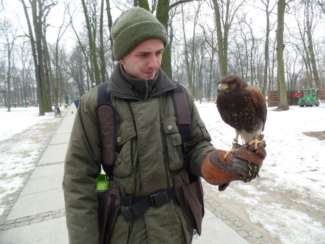 Sokolnicy w radomskich parkach Sokolnicy w radomskich parkach