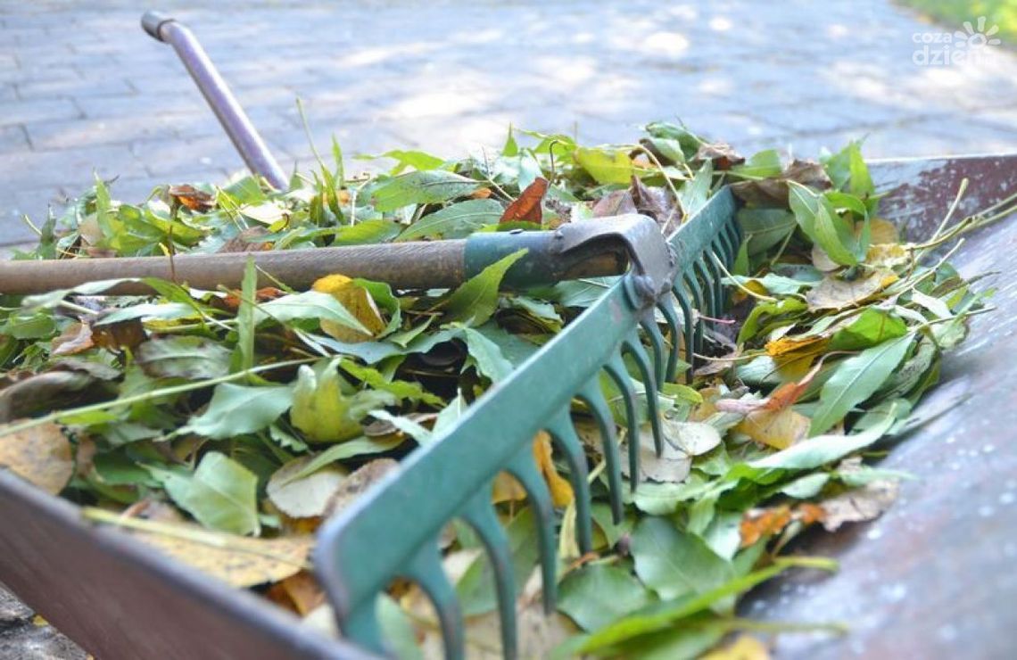 Spalasz liście na działce? Grozi za to 500 zł!