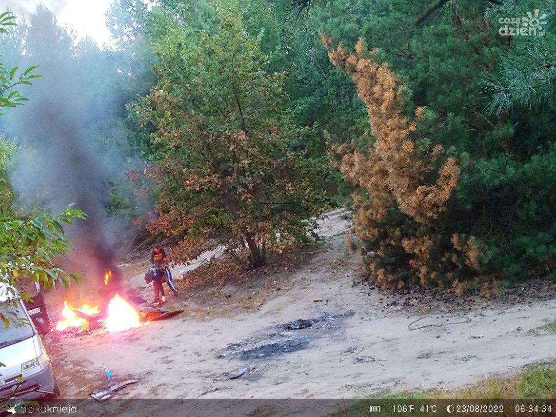 Spalili w lesie AGD. Złapani przez fotopułapkę