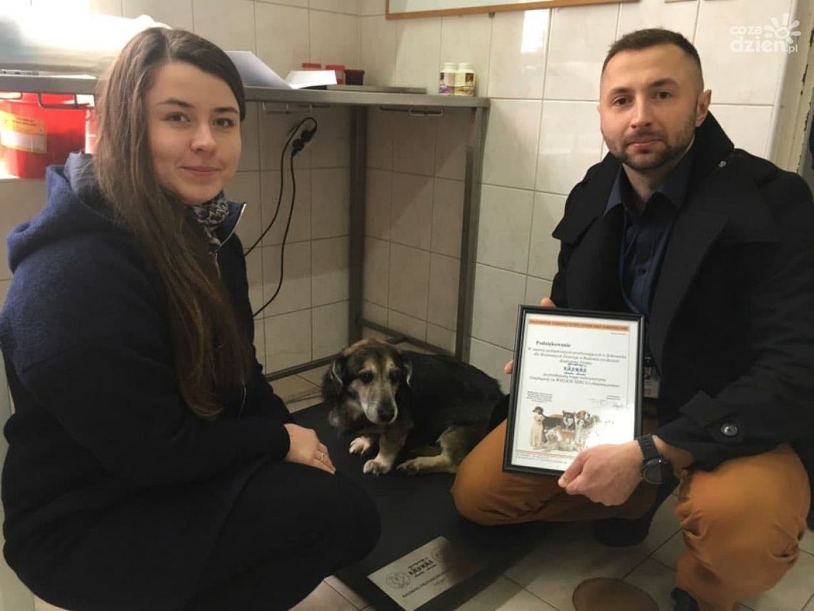 Specjalna waga dla schroniska dla zwierząt Specjalna waga dla schroniska dla zwierząt