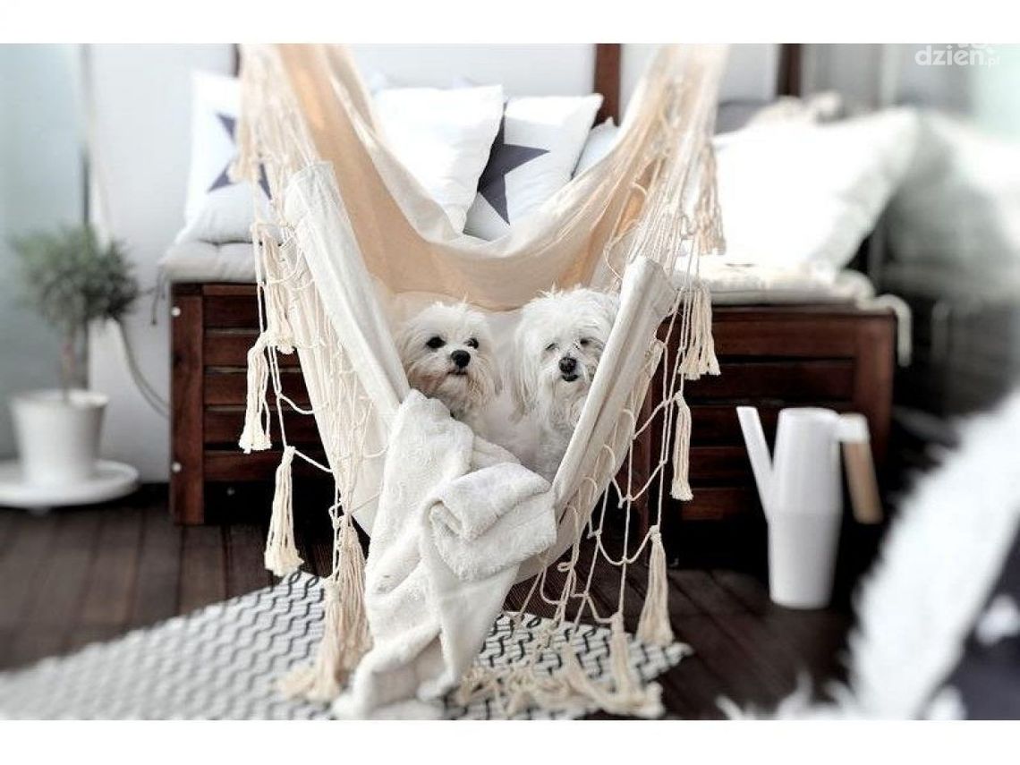 Sposób na relaks w ogrodzie? Sprawdzamy fotele wiszące