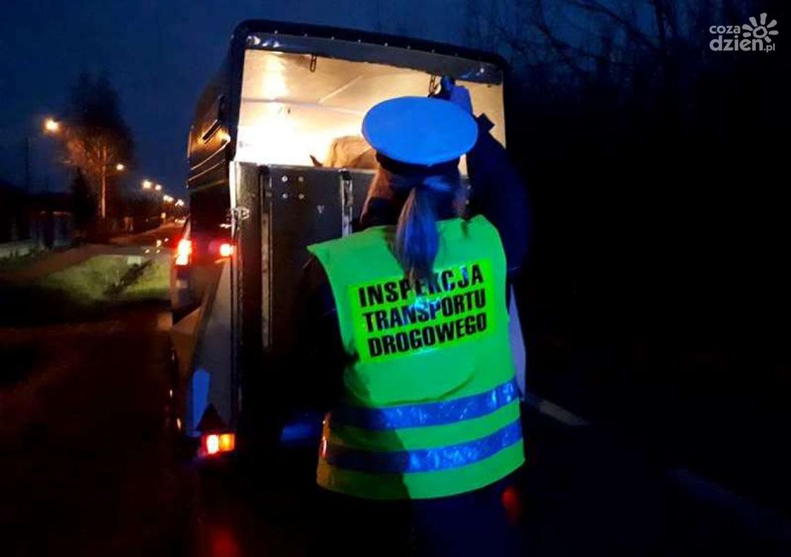 Sprawdzają jak transportują konie