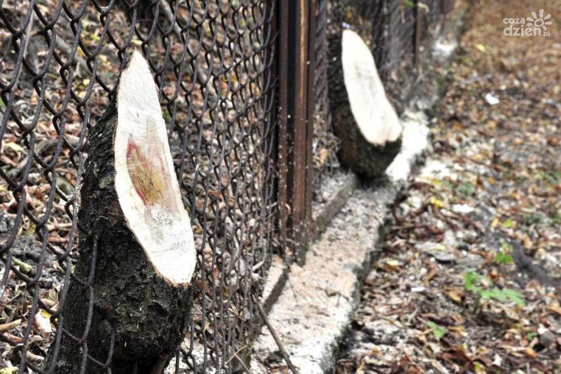 Stawka za klony i cisy Stawka za klony i cisy