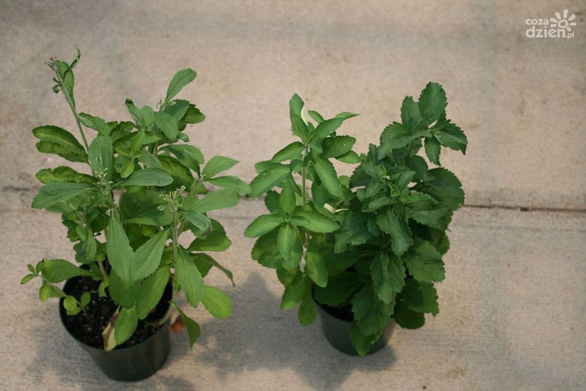 Stewia zamiast cukru - zdrowo!