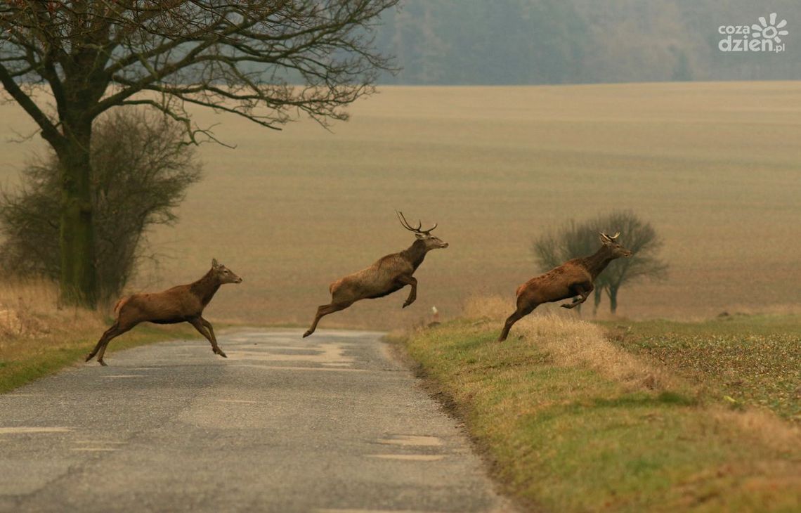 Stop nieetycznym zbieraczom poroża Stop nieetycznym zbieraczom poroża