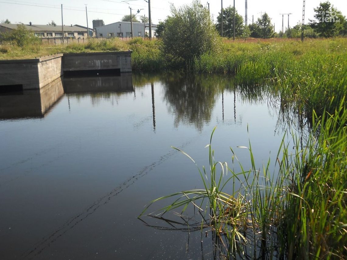 Straż Miejska kontroluje dzikie kąpieliska. Można stracić 250 zł!