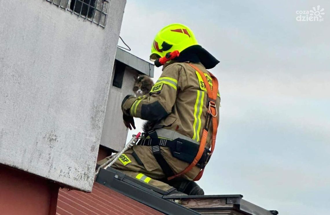 Strażacy uratowali kota Strażacy uratowali kota