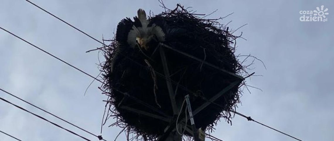Strażacy ze Zwolenia uratowali zaplątanego bociana Strażacy ze Zwolenia uratowali zaplątanego bociana