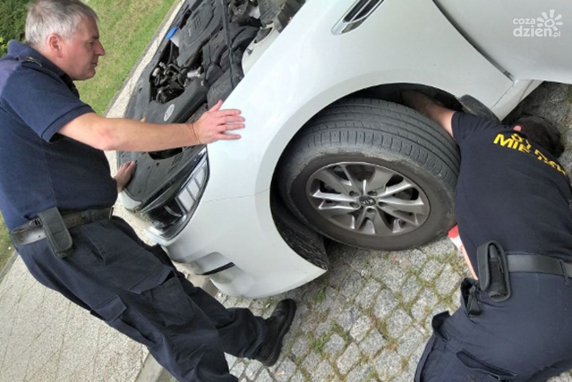 Strażnicy miejscy uratowali kotka