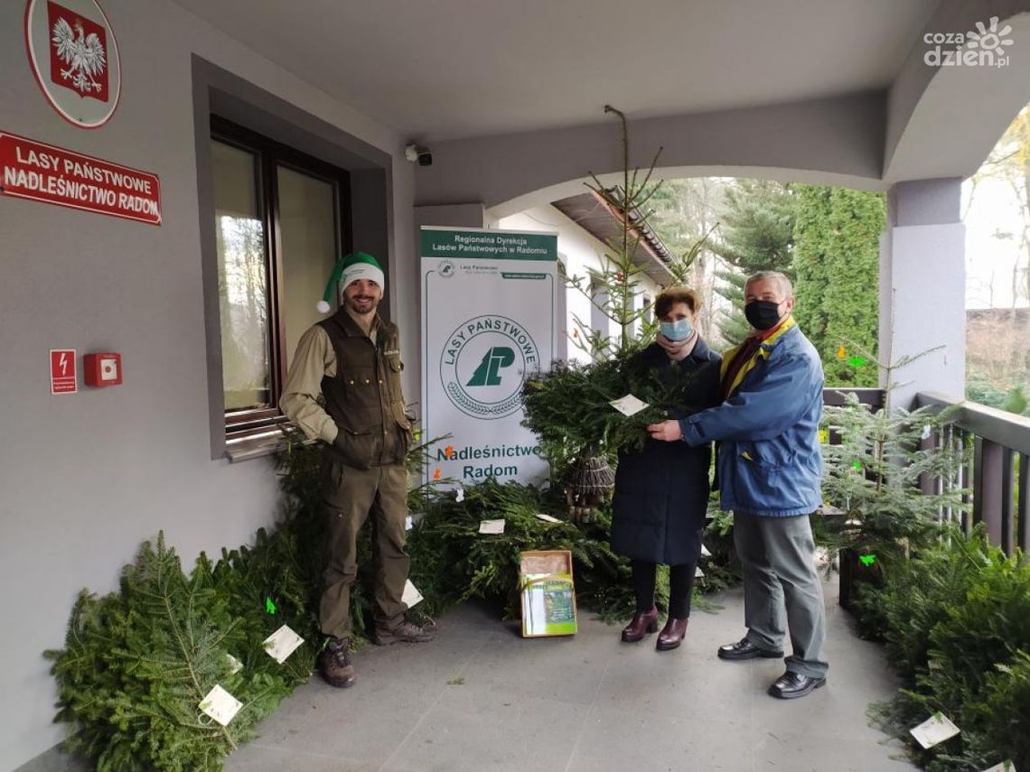 Stroisz od radomskich leśników do świątecznych stroików