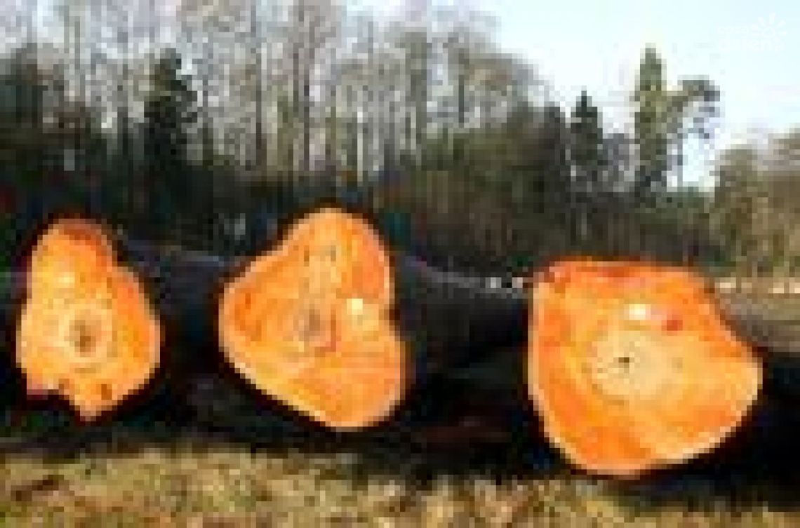 Submisja drewna Submisja drewna